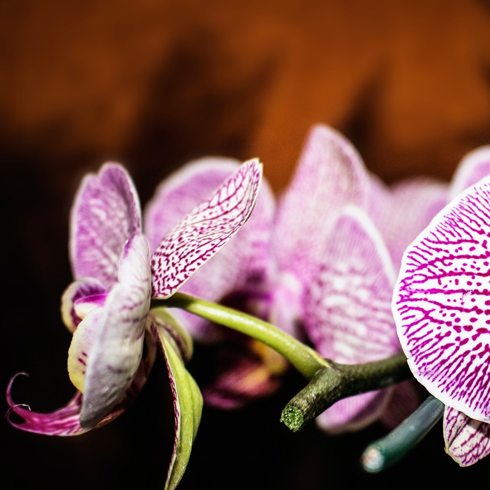 Inspiration Veined Orchid