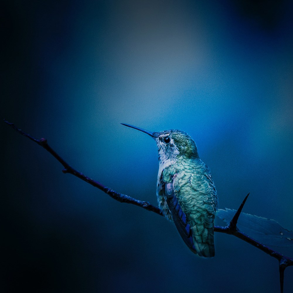 Inspiration Midnight Hummingbird