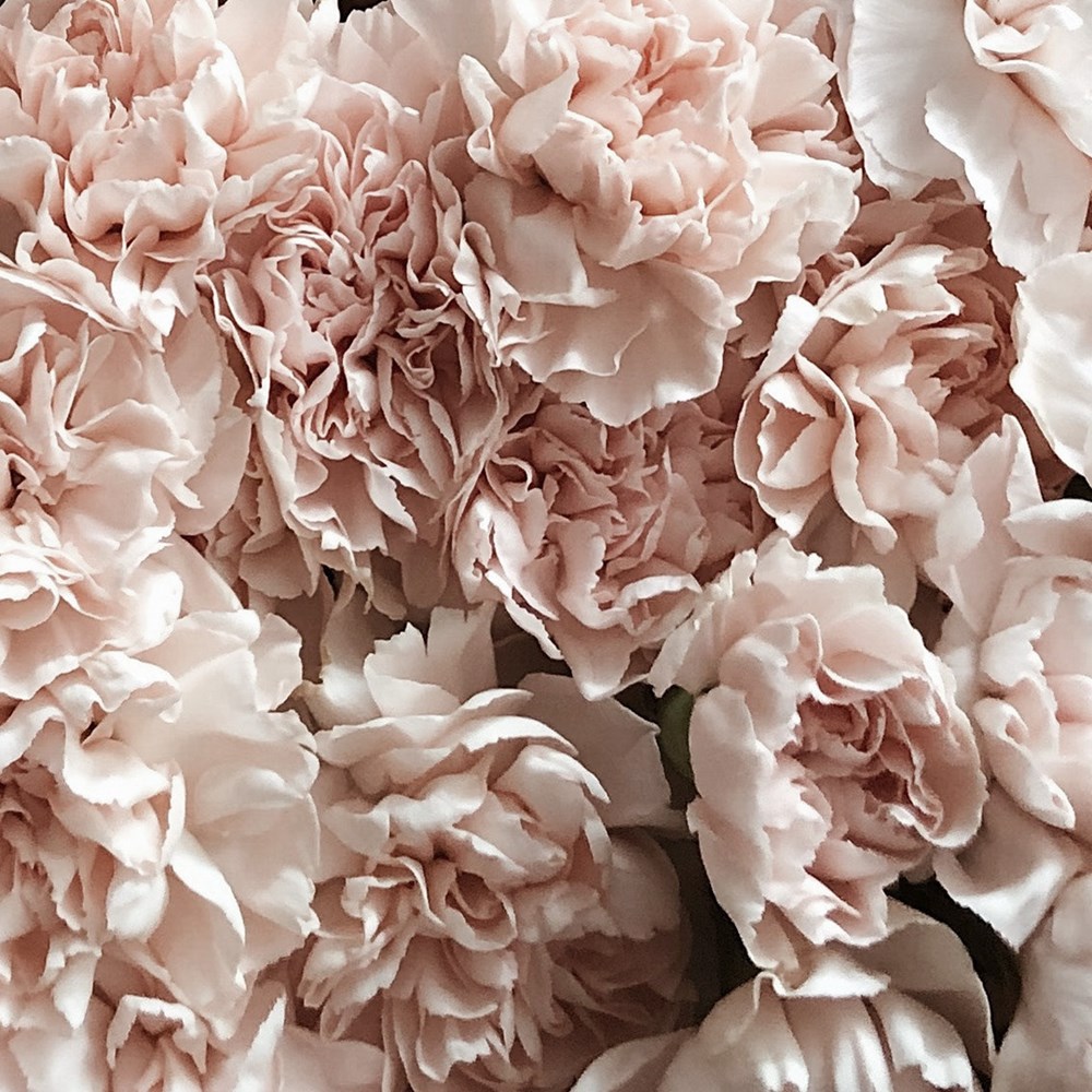 Inspiration Carnations